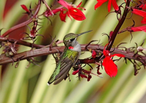 Color Coordinated Hummer by Deb Oppermann